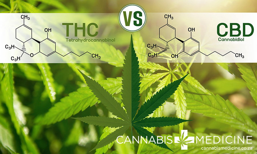 the difference between cbd and thc oil